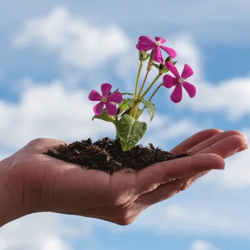 Mani che sostengono una zolla di terra con un fiore appena sbocciato